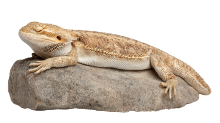 Bearded Dragon on Rock: A bearded dragon resting on a rock in the sun, isolated on a Transparent background, PNG file.