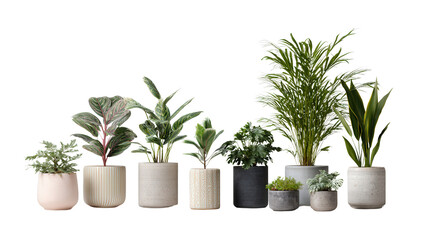 Beautiful Indoor Plants: A flat lay of beautiful indoor plants in modern pots, isolated on a Transparent background, PNG file.