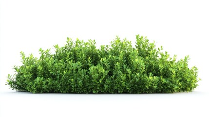 Isolated green bush plant shrubbery landscaping foliage garden boxwood hedge