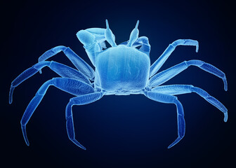 X-ray style illustration of a crab showcasing its detailed anatomy against a dark blue background.