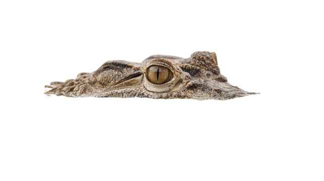 Crocodile in River: A crocodile submerged in a river with only its eyes above the water, isolated on a Transparent background, PNG file.