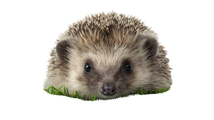 Obraz premium Cute Hedgehog in Grass: A flat lay of a cute hedgehog resting in grass, isolated on a Transparent background, PNG file.