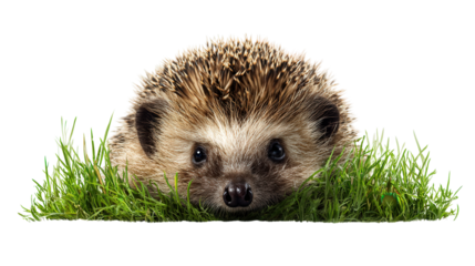 Cute Hedgehog in Grass: A flat lay of a cute hedgehog resting in grass, isolated on a Transparent background, PNG file.