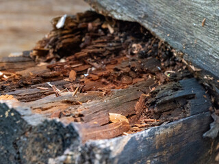 Close-up of broken and decayed wood