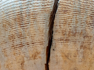 Closeup cracked wooden surface with texture