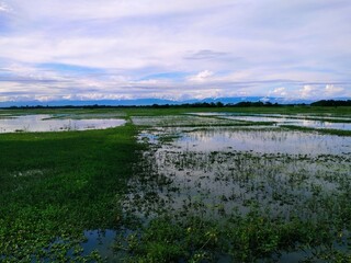 Vast wetland landscape with clear sky, lush green vegetation and water reflections in Assam, India....
