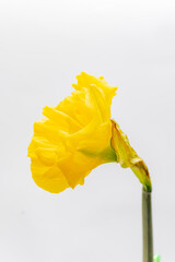 A stunning yellow blossom stands proudly, showcasing its delicate petals and inviting charm