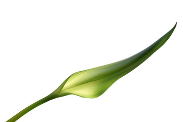 a single flower with a stem on a white background