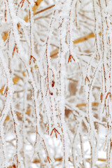Nature patterns of frozen branches, close-up of frost-covered tree branches with snowy background,...