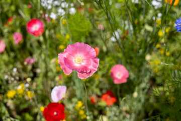 Top view of a vibrant pink poppy with textured petals, surrounded by a rich field of red and pink poppies in soft depth of field