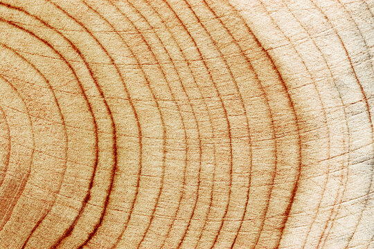 Natural wooden background, close up wood texture annual rings form. Top view of cross section of juniper log, graphic nature organic pattern. Sawed timber close up with tree ring pattern - Powered by Adobe