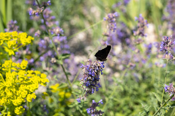 Close-up of a butterfly resting on a purple flower, wings closed in profile. Moody lighting and...