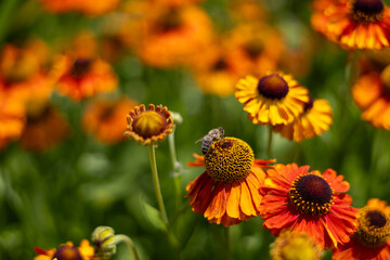 Detailed macro of rudbeckia in bloom, bright orange and red petals lit by sunlight, with a bee collecting nectar. Soft focus green backdrop adds depth and contrast