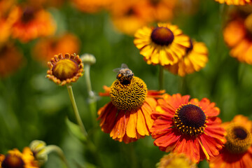 Bright orange rudbeckia flower with deep red center, visited by a honey bee. Close-up shows petal texture and vivid color against a soft green blurred garden background