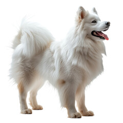 Japanese Spitz Dog Isolated on Transparent Background. PNG.
