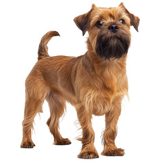 Griffon Bruxellois Dog Isolated on Transparent Background. PNG.