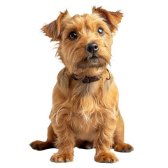 Border Terrier Dog Isolated on Transparent Background. PNG.