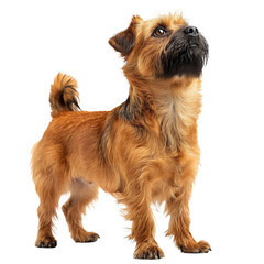 Border Terrier Dog Isolated on Transparent Background. PNG.