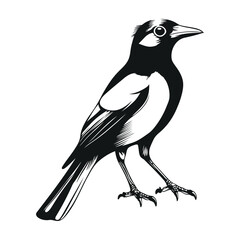 Simple Black and White Magpie Bird Isolated on White Background