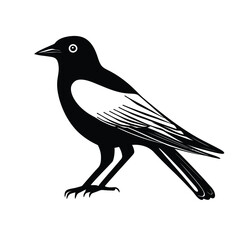 Simple Black and White Magpie Bird Isolated on White Background