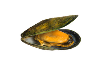 a clam with a yellow substance in it