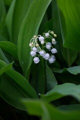 Delicate white flowers of lily of the valley. The first spring flowers.