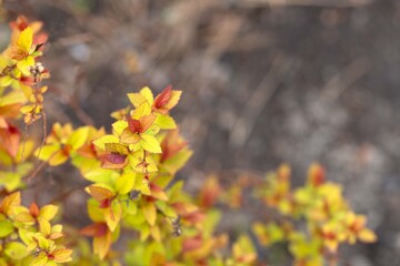 Bright leaves of spirea in the garden. Landscape design.
