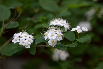 White flowers and green leaves of spirea in the garden. Landscape design.