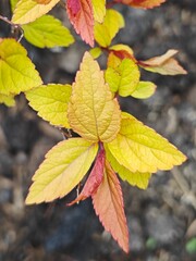 Bright leaves of spirea in the garden. Landscape design.