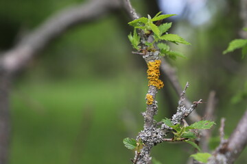 Orange lichen, also known as yellow scale, sunburst sea lichen and coastal lichen (Xanthoria parietina) on a tree branch.