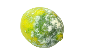 a rotten lemon with green and yellow moldy skin