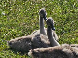 Young swans 