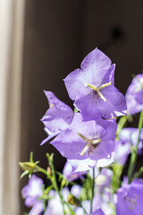 bluebell flowers in a vase
