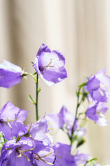 bluebell flowers in a vase