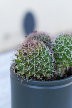 Cactus
