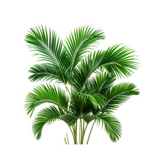 Obraz premium Vivid green palm leaves flourishing beautifully on transparent background