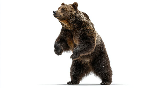 Wild grizzly bear facing side view realistic brown mammal isolated on white background nature education forest life concept blog