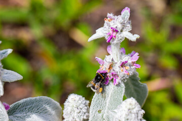 woolly orache flowers pollinated by a bumblebee. blurred background with highlights and bokeh. close-up. colorful flower photo. natural lighting.
