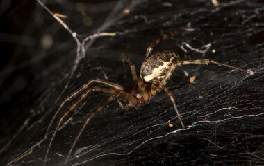 a cross-legged spider with a web on a dark background. a colorful macro photo of an insect. space for text. a beautiful screensaver. a close-up.