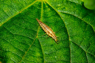 lacewing larva on a green leaf. colorful photo of wildlife. macro photo of an insect. close-up. space for text