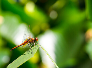Simpetrum dragonfly on a blurred background with highlights and bokeh. colorful macro photo of an insect. space for text. beautiful screensaver.