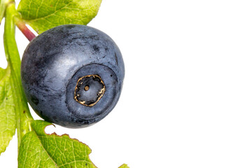ripe blueberry on a white background. isolated object. colorful macro photo of a berry from the...