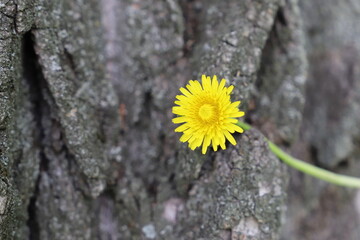 Yellow dandelion flowers (Taraxacum officinale). Dandelions field background on spring sunny day. Blooming dandelion.