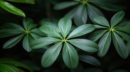 Obraz premium Deep Green Lush Tropical Foliage