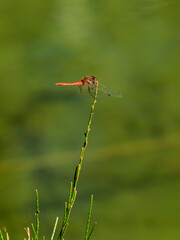 red dragonfly on a branch