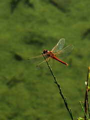 red dragonfly on a branch