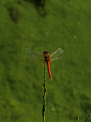 red dragonfly on a branch