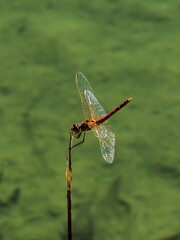 red dragonfly on a branch