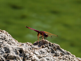 red dragonfly on a rock