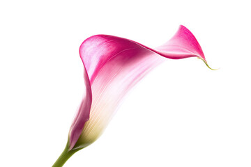 a single pink flower is in a vase